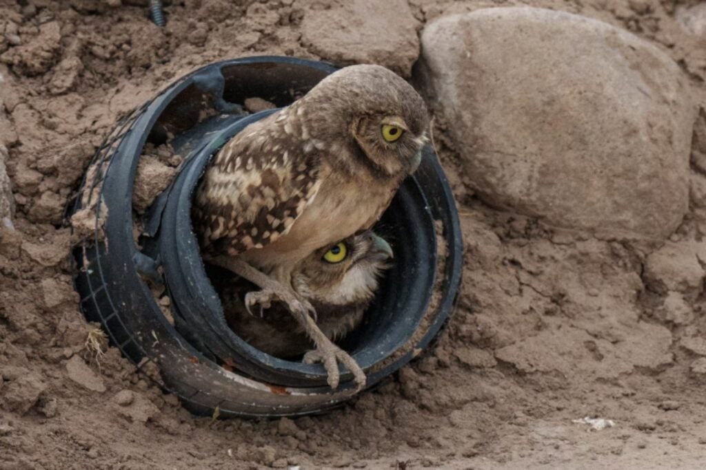 Una planta solar de Arizona recibió 19 búhos expulsados por la urbanización y poco más de un año después albergaba unos 40. No fue suerte: rediseñaron el terreno para que la energía y la fauna compartieran el mismo desierto