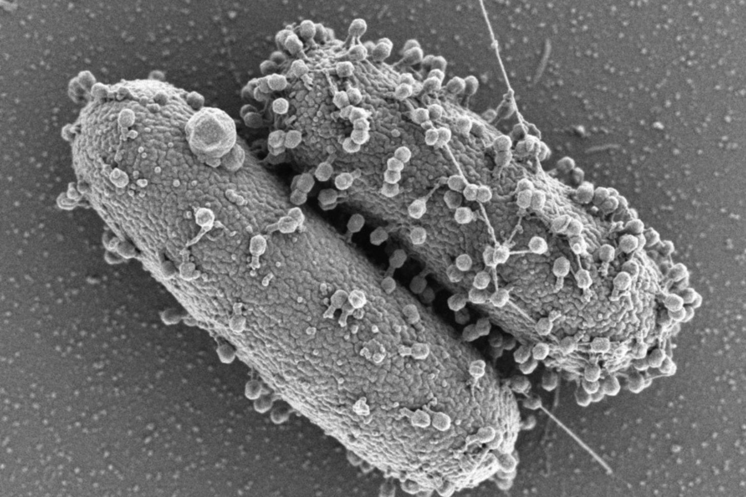 La IA llevaba años aprendiendo a escribir proteínas. Ahora ha dado un salto mucho mayor: diseñó genomas completos y 16 de sus virus funcionaron en el laboratorio