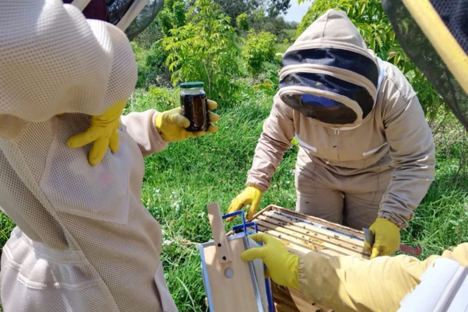 Colombia plantó 97.000 árboles para recuperar sus bosques de alta montaña. El giro fue colocar más de 190 colmenas y convertir a las abejas en aliadas de 577 hectáreas restauradas