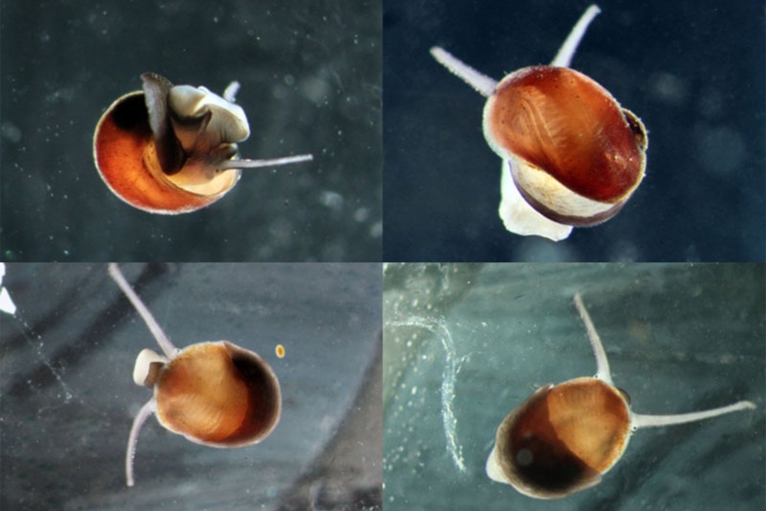 Estos caracoles no tienen larvas capaces de nadar, pero llegaron hasta la Antártida. La genética apunta a que cruzaron el océano hace 7,9 millones de años sobre balsas de algas