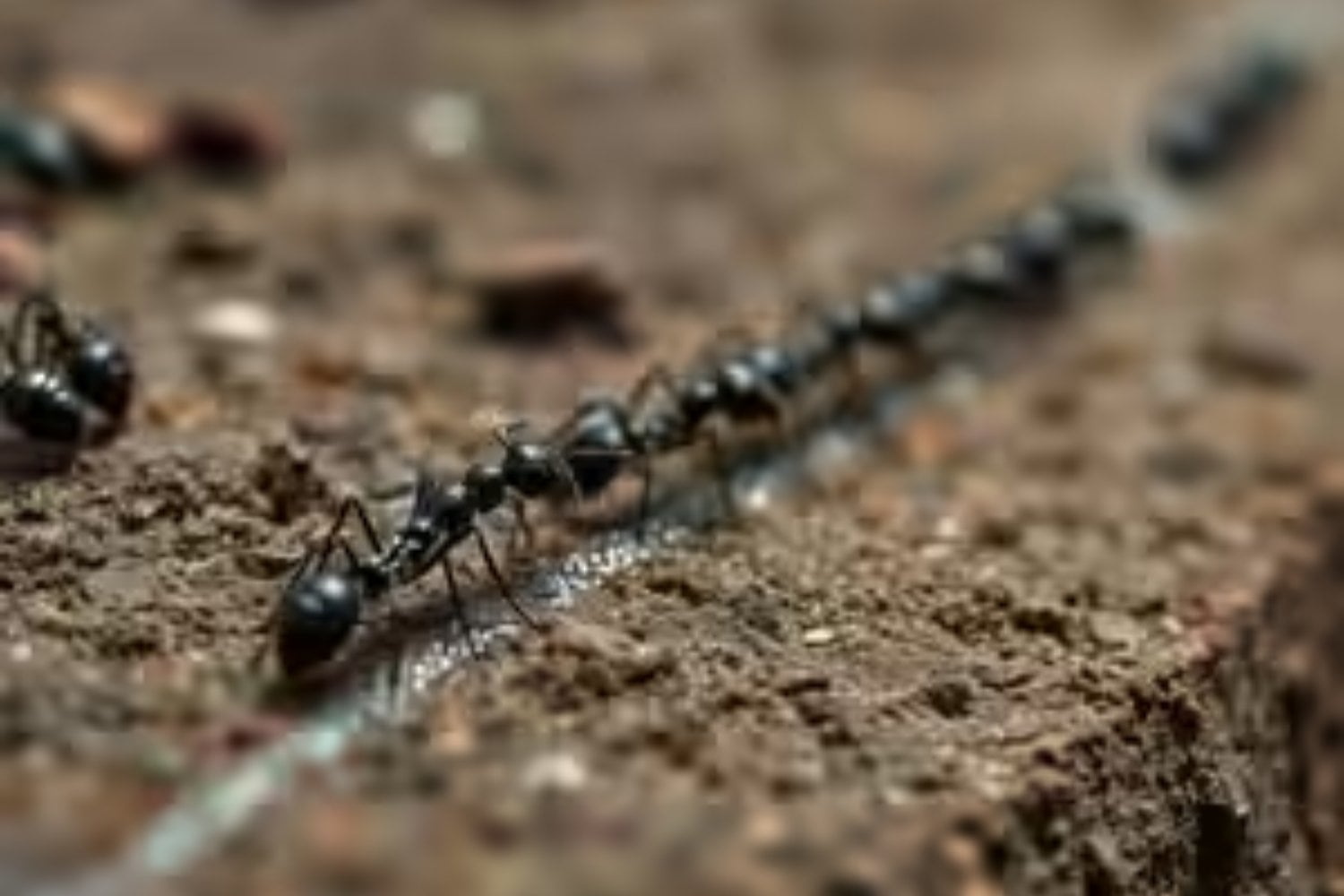 Hormigas sin jefes que encuentran la mejor ruta, abejas que votan y saltamontes que “se abstienen”: los insectos llevan millones de años resolviendo problemas que nosotros intentamos enseñar a los algoritmos