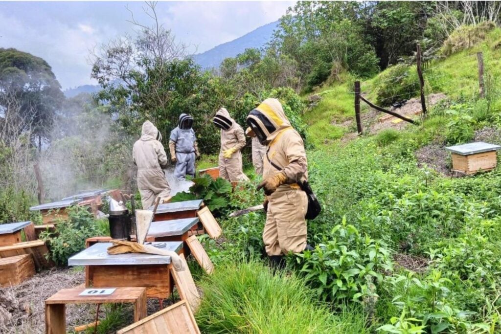 Colombia plantó 97.000 árboles para recuperar sus bosques de alta montaña. El giro fue colocar más de 190 colmenas y convertir a las abejas en aliadas de 577 hectáreas restauradas