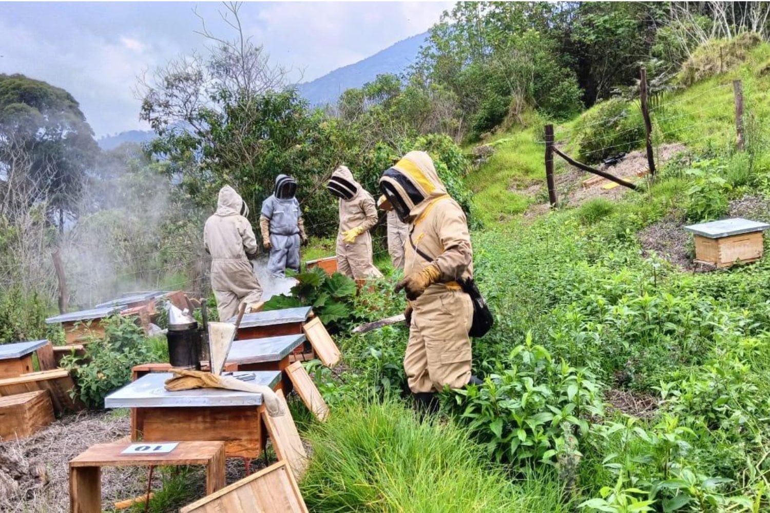 Colombia plantó 97.000 árboles para recuperar sus bosques de alta montaña. El giro fue colocar más de 190 colmenas y convertir a las abejas en aliadas de 577 hectáreas restauradas