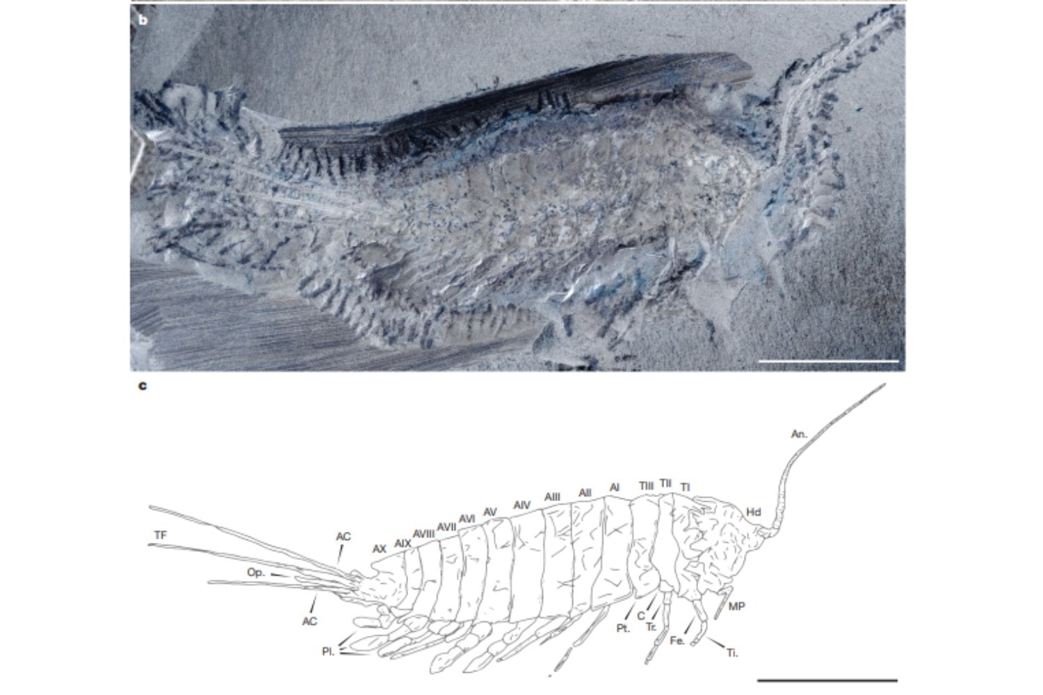 Parecía una simple larva de crustáceo, pero escondía una transición que cambió el planeta. El fósil de un insecto con seis patas y remos revela cómo su linaje conquistó tierra firme