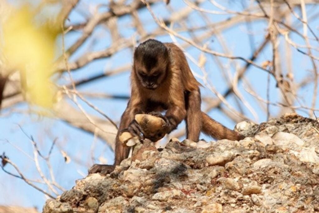 Los monos capuchinos cazan lagartos, roedores y aves, pero lo más revelador ocurre después: abren la presa y comen primero el cerebro y las vísceras. Ese orden parece diseñado para extraer la máxima energía antes de perder el botín
