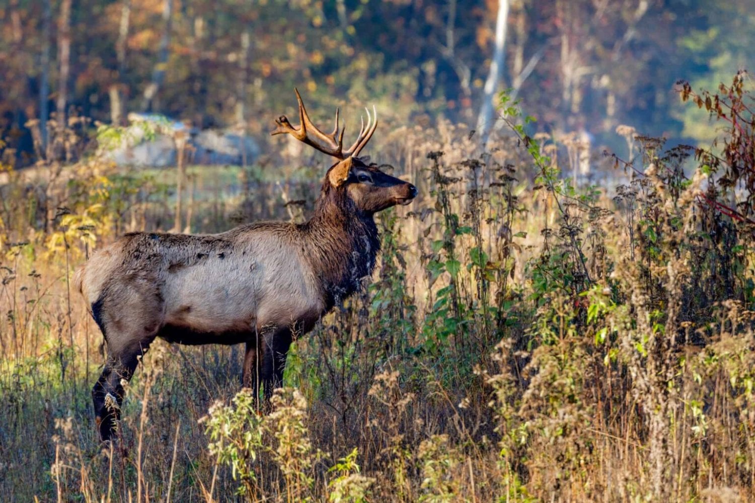 Kentucky liberó 1.541 alces en una región marcada por minas de carbón y terminó formando la mayor manada salvaje del este de Estados Unidos. El éxito fue tan grande que acabó enviando 322 animales para devolver la especie a otros tres estados