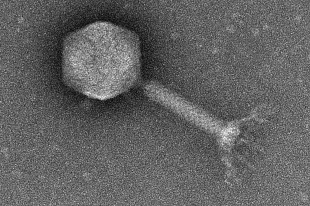 La IA llevaba años aprendiendo a escribir proteínas. Ahora ha dado un salto mucho mayor: diseñó genomas completos y 16 de sus virus funcionaron en el laboratorio