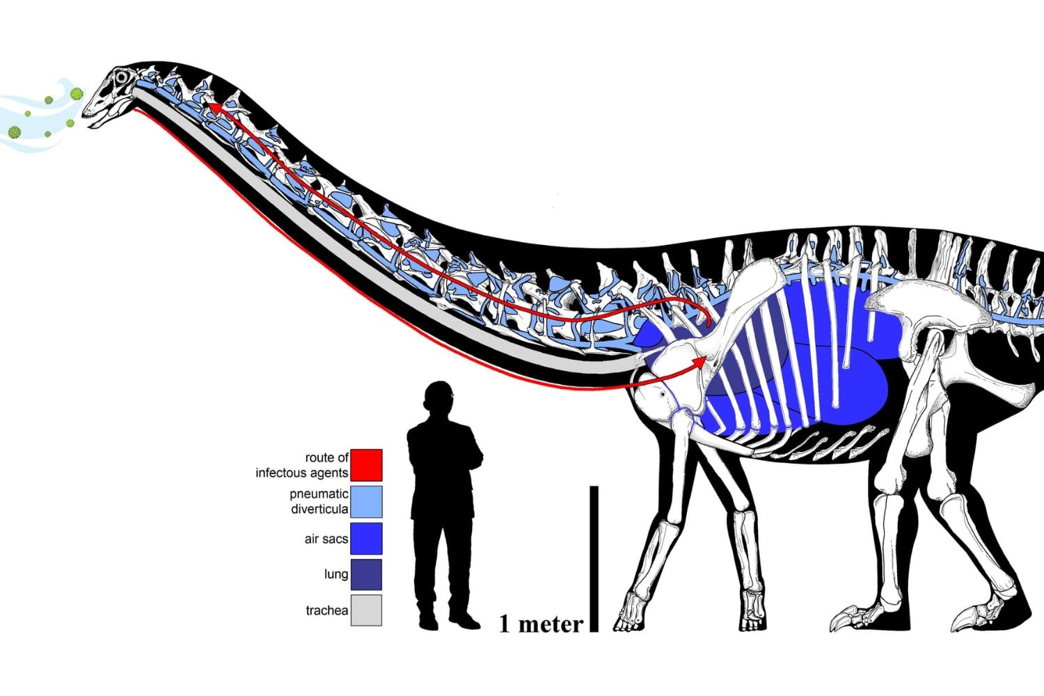 El asteroide que acabó con los dinosaurios dejó la Tierra a oscuras y llena de hongos. Nuestra temperatura corporal pudo ser el escudo que permitió a los mamíferos conquistar el planeta