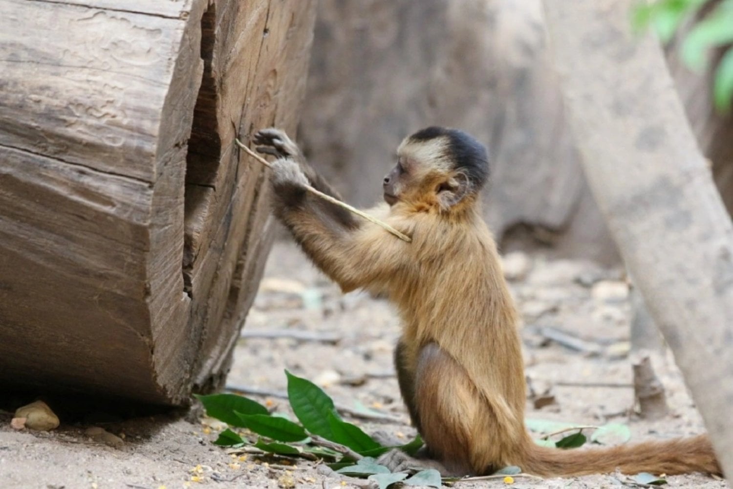 Los monos capuchinos cazan lagartos, roedores y aves, pero lo más revelador ocurre después: abren la presa y comen primero el cerebro y las vísceras. Ese orden parece diseñado para extraer la máxima energía antes de perder el botín