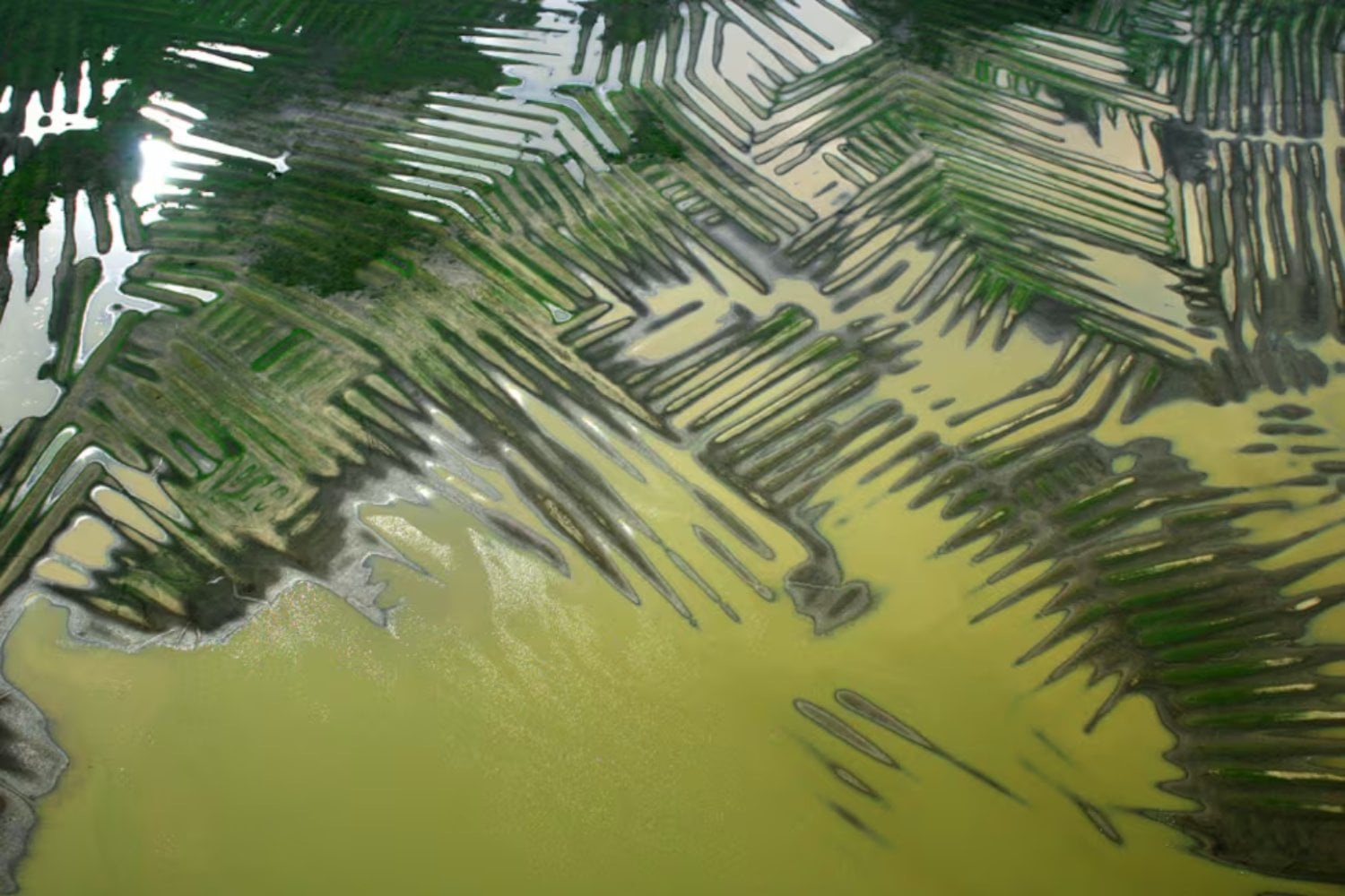 Los zenú transformaron 500.000 hectáreas de humedales en Colombia con canales y campos elevados. Un nuevo cálculo revela que no hacían falta reyes ni un Estado: 800 personas podían levantar 500 hectáreas en apenas unas semanas