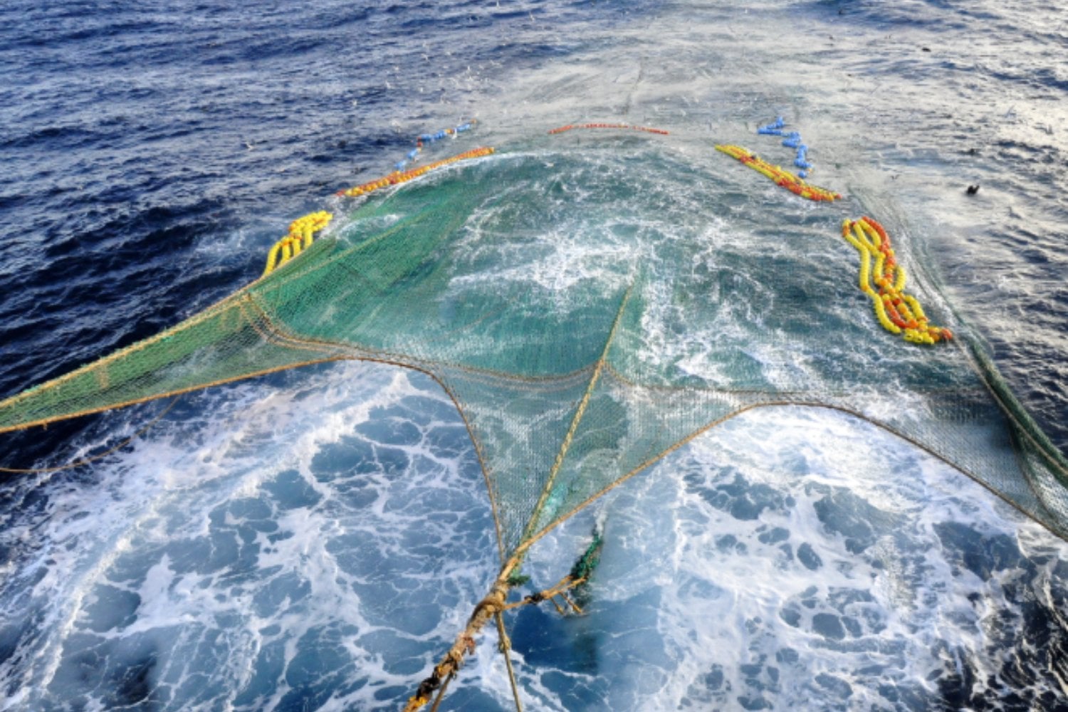 La fiebre mundial por el omega-3 acaba de llevar la pesca de krill antártico hasta su cuota máxima por segundo año seguido. En ocho meses extrajeron 620.000 toneladas de una pieza clave para ballenas, pingüinos y focas