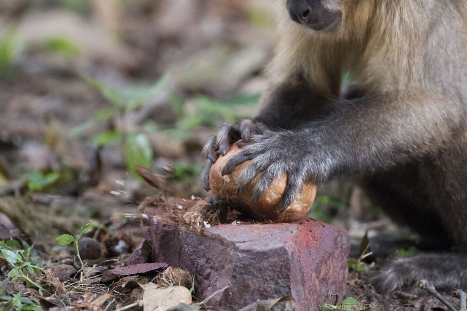 Los monos capuchinos cazan lagartos, roedores y aves, pero lo más revelador ocurre después: abren la presa y comen primero el cerebro y las vísceras. Ese orden parece diseñado para extraer la máxima energía antes de perder el botín