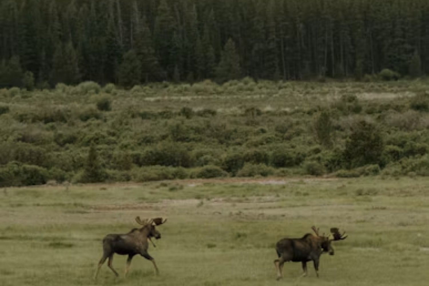 Kentucky liberó 1.541 alces en una región marcada por minas de carbón y terminó formando la mayor manada salvaje del este de Estados Unidos. El éxito fue tan grande que acabó enviando 322 animales para devolver la especie a otros tres estados