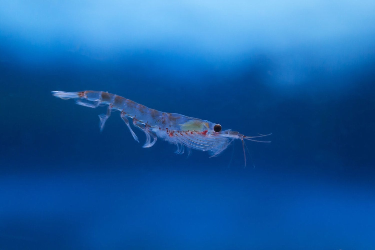 La fiebre mundial por el omega-3 acaba de llevar la pesca de krill antártico hasta su cuota máxima por segundo año seguido. En ocho meses extrajeron 620.000 toneladas de una pieza clave para ballenas, pingüinos y focas