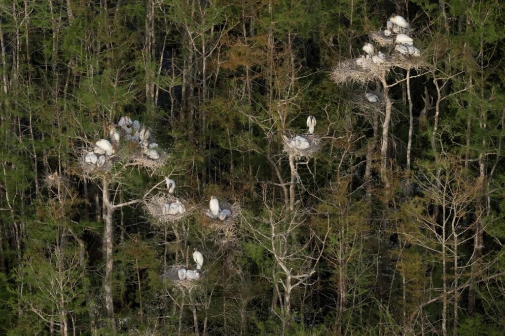 Una pareja compró 18 hectáreas de pantano para impedir que lo urbanizaran. 19 años después es un santuario permanente que llegó a reunir 275 cigüeñas y decenas de especies