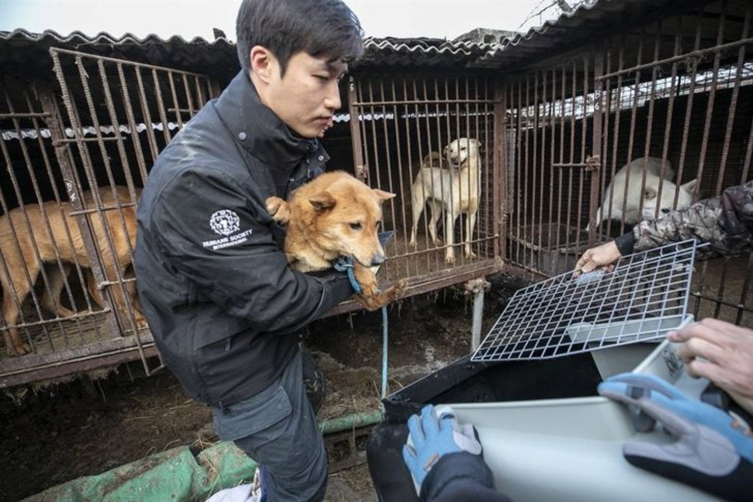 Corea del Sur pasó generaciones comiendo sopa de perro en los días más calurosos del año. Este ha sido el último verano legal y ahora debe encontrar un destino para casi medio millón de animales
