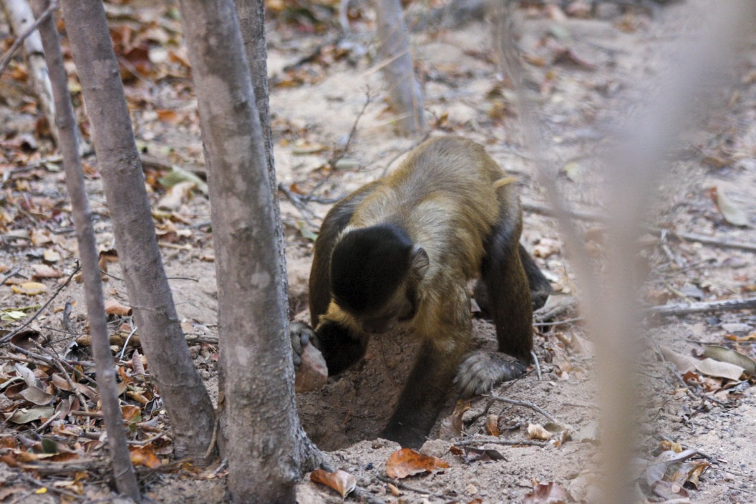Los monos capuchinos cazan lagartos, roedores y aves, pero lo más revelador ocurre después: abren la presa y comen primero el cerebro y las vísceras. Ese orden parece diseñado para extraer la máxima energía antes de perder el botín