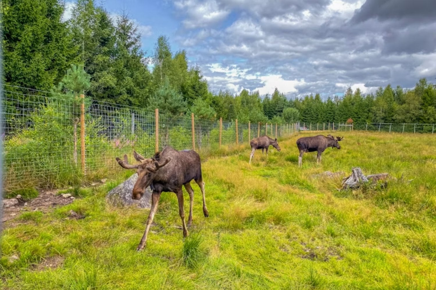 Kentucky liberó 1.541 alces en una región marcada por minas de carbón y terminó formando la mayor manada salvaje del este de Estados Unidos. El éxito fue tan grande que acabó enviando 322 animales para devolver la especie a otros tres estados