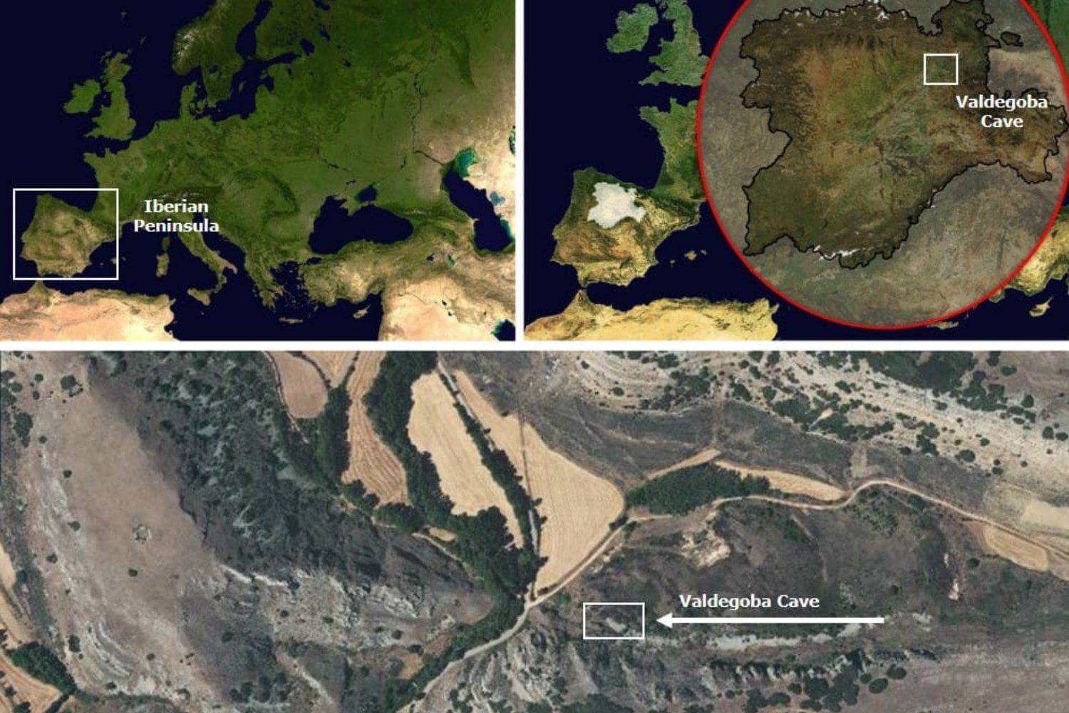 Los neandertales de Burgos no tiraban los huesos después de comer. Los seleccionaban por tamaño y los convertían en herramientas para fabricar herramientas