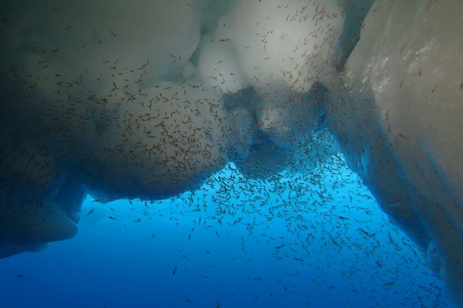 La fiebre mundial por el omega-3 acaba de llevar la pesca de krill antártico hasta su cuota máxima por segundo año seguido. En ocho meses extrajeron 620.000 toneladas de una pieza clave para ballenas, pingüinos y focas