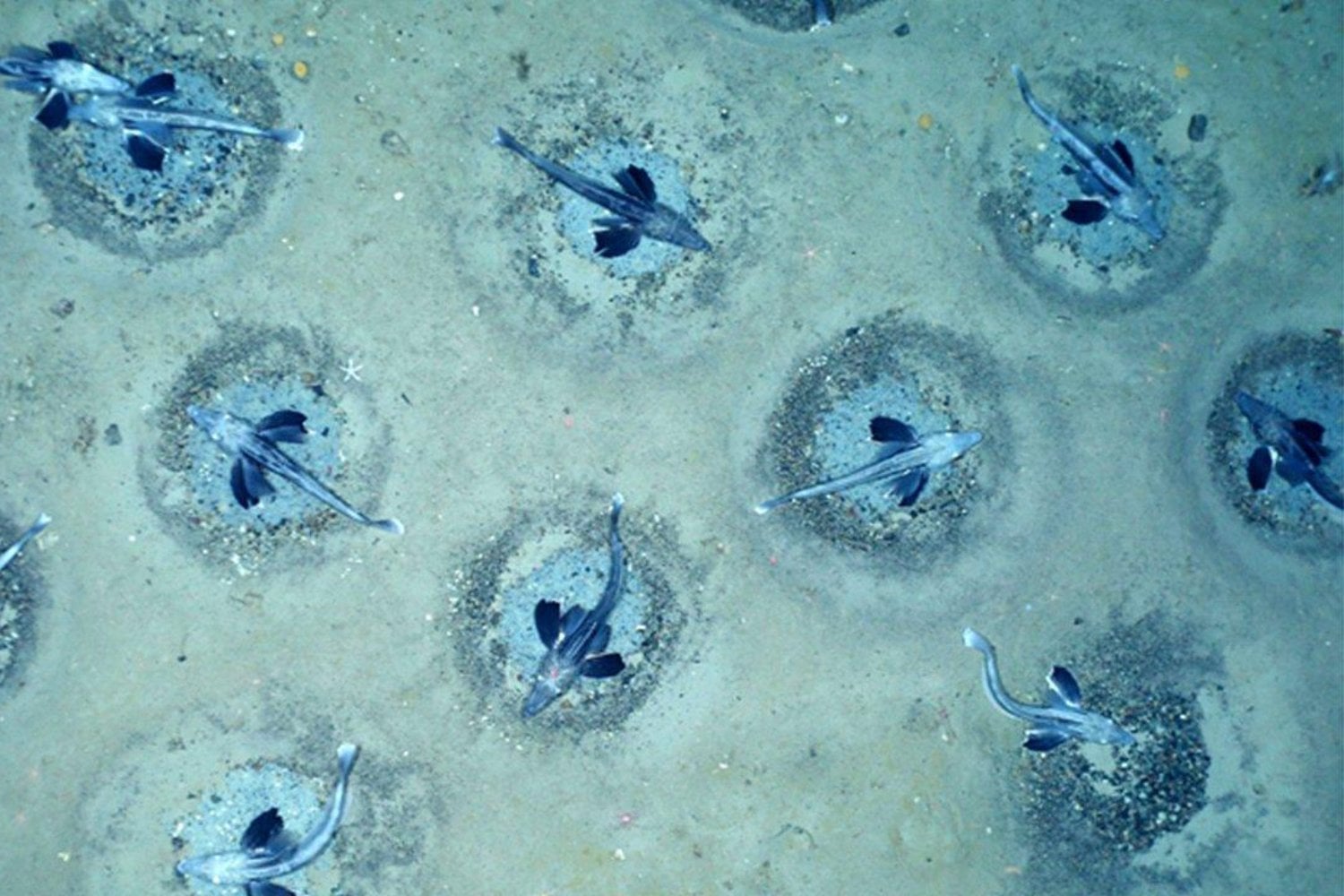 Las focas descendían una y otra vez al mismo punto remoto de la Antártida. Cuando los científicos miraron a 535 metros, encontraron 60 millones de nidos y el mayor criadero de peces del planeta