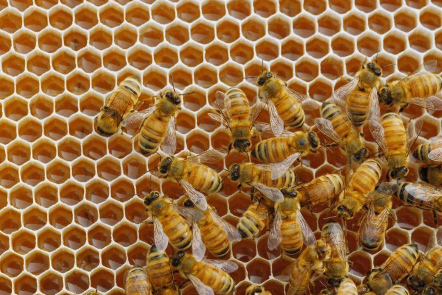 La NASA encerró 3.300 abejas en el Challenger para comprobar si sabían construir sin gravedad. Siete días después habían levantado 200 centímetros cuadrados de panal