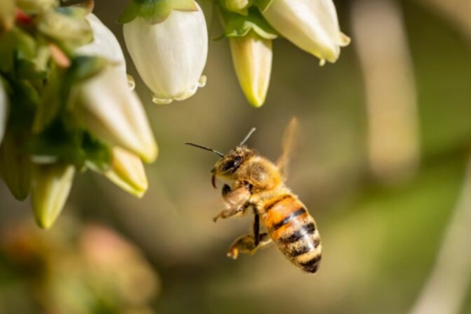 El cambio climático está empujando a los insectos hacia las cumbres para sobrevivir, pero allí el aire puede convertirse en una trampa. Menos oxígeno, más esfuerzo para volar y una amenaza directa para la polinización
