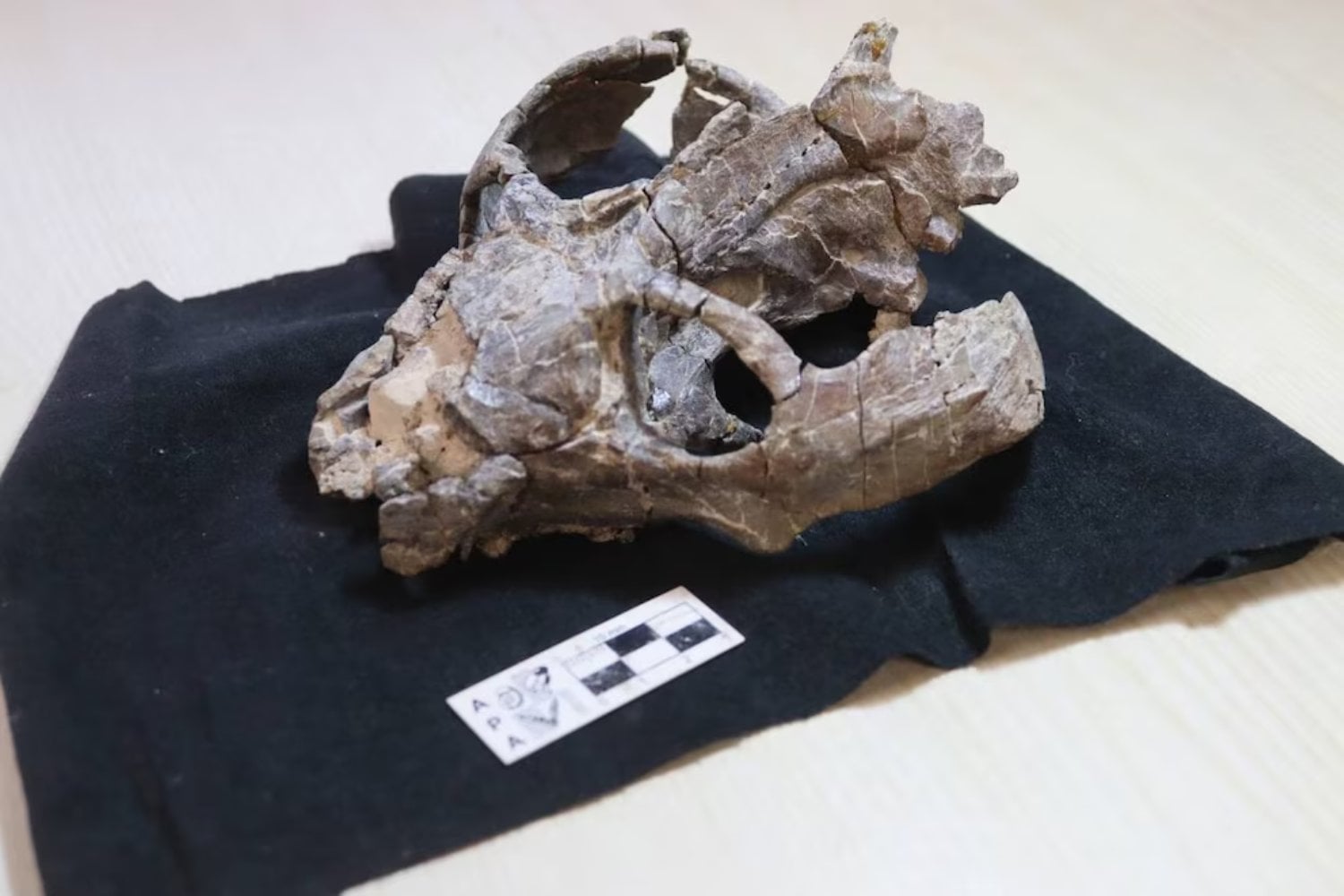 Durante décadas dimos por hecho que los antepasados de los mamíferos ponían huevos. Una línea microscópica en un fósil argentino acaba de llevar el parto 95 millones de años hacia atrás