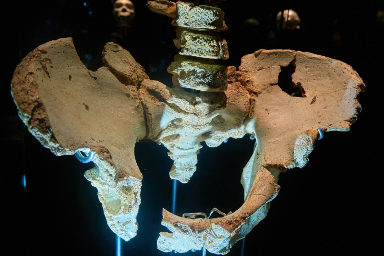 Un neandertal de hace 55.000 años tenía una pelvis que parecía extraña. Un nuevo estudio sostiene que la verdadera rareza está en nosotros y podría explicar por qué caminamos durante kilómetros