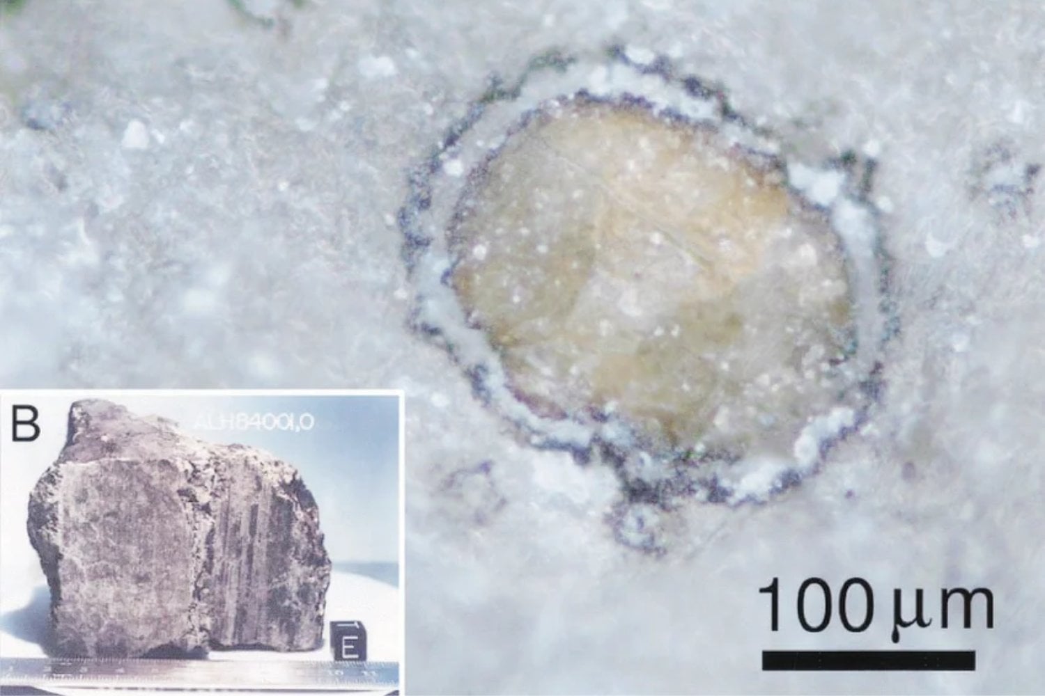 Científicos reactivaron microbios atrapados en hielo antártico de hasta ocho millones de años. Su ADN puso un límite inquietante a la idea de que la vida llegó desde otras estrellas