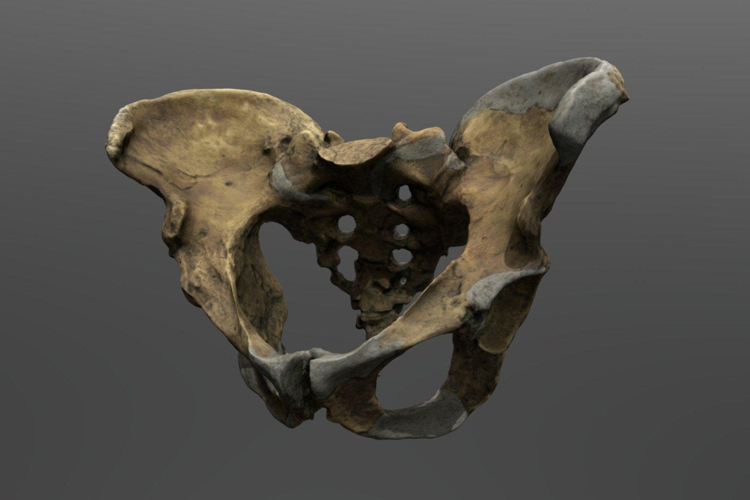 Los neandertales acaban de darle la vuelta a la historia de nuestra pelvis. La gran innovación no estaba en ellos, sino en los hombres modernos y su “muelle” natural para caminar largas distancias
