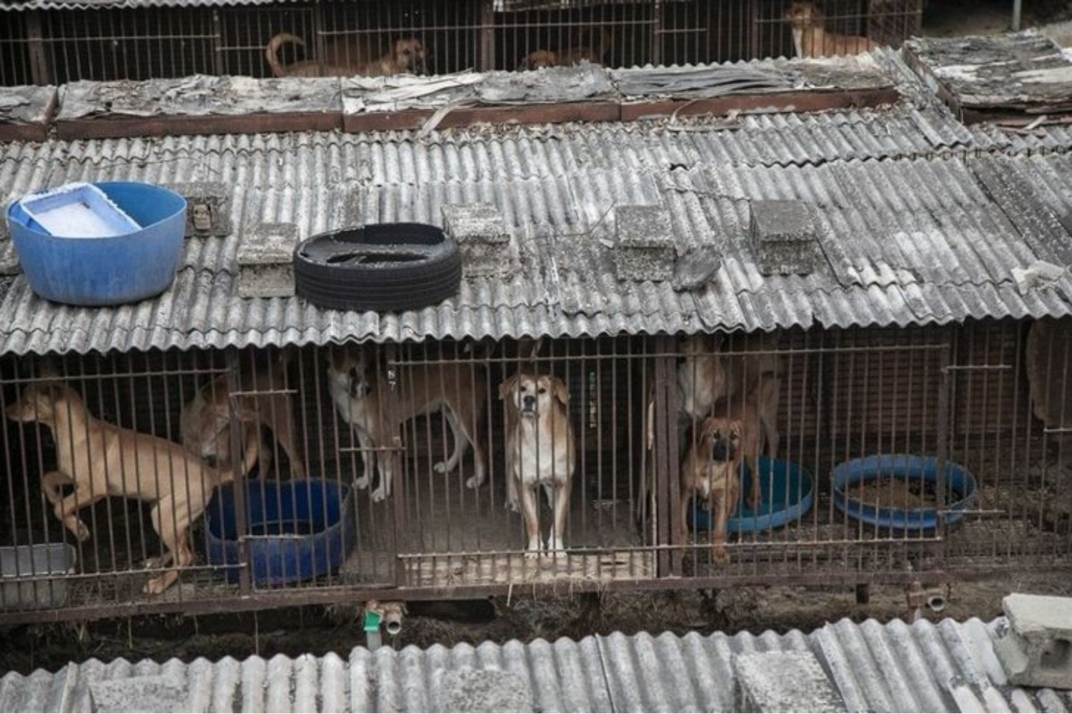 Corea del Sur pasó generaciones comiendo sopa de perro en los días más calurosos del año. Este ha sido el último verano legal y ahora debe encontrar un destino para casi medio millón de animales