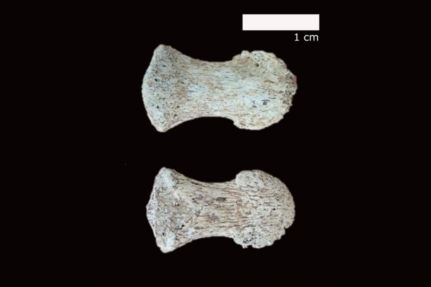 Los neandertales de Burgos no tiraban los huesos después de comer. Los seleccionaban por tamaño y los convertían en herramientas para fabricar herramientas