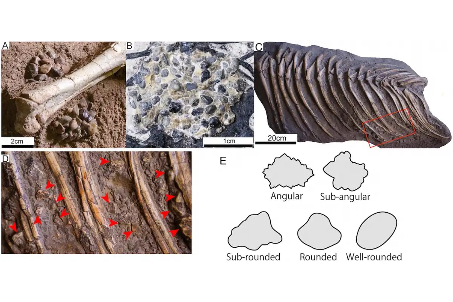 Muchos dinosaurios tragaban piedras a propósito y durante décadas creímos saber por qué. Su forma acaba de revelar que algunos tenían una auténtica “molleja” 150 millones de años antes que las aves modernas