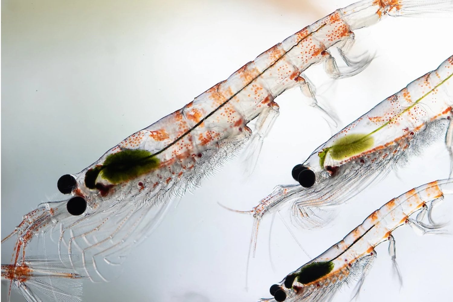 La fiebre mundial por el omega-3 acaba de llevar la pesca de krill antártico hasta su cuota máxima por segundo año seguido. En ocho meses extrajeron 620.000 toneladas de una pieza clave para ballenas, pingüinos y focas