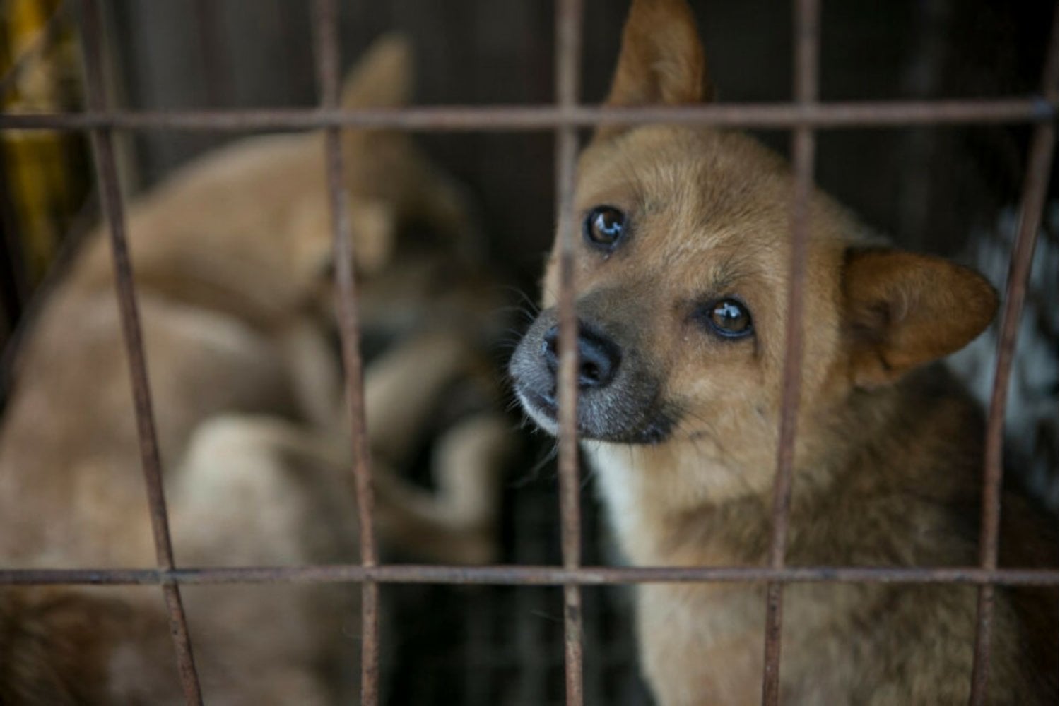 Corea del Sur pasó generaciones comiendo sopa de perro en los días más calurosos del año. Este ha sido el último verano legal y ahora debe encontrar un destino para casi medio millón de animales