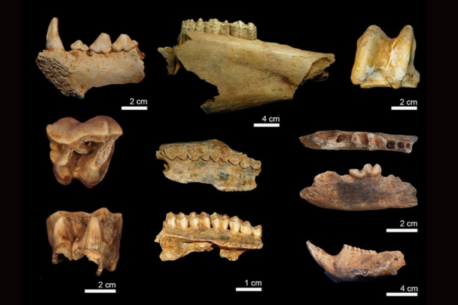 Los neandertales de Burgos no tiraban los huesos después de comer. Los seleccionaban por tamaño y los convertían en herramientas para fabricar herramientas