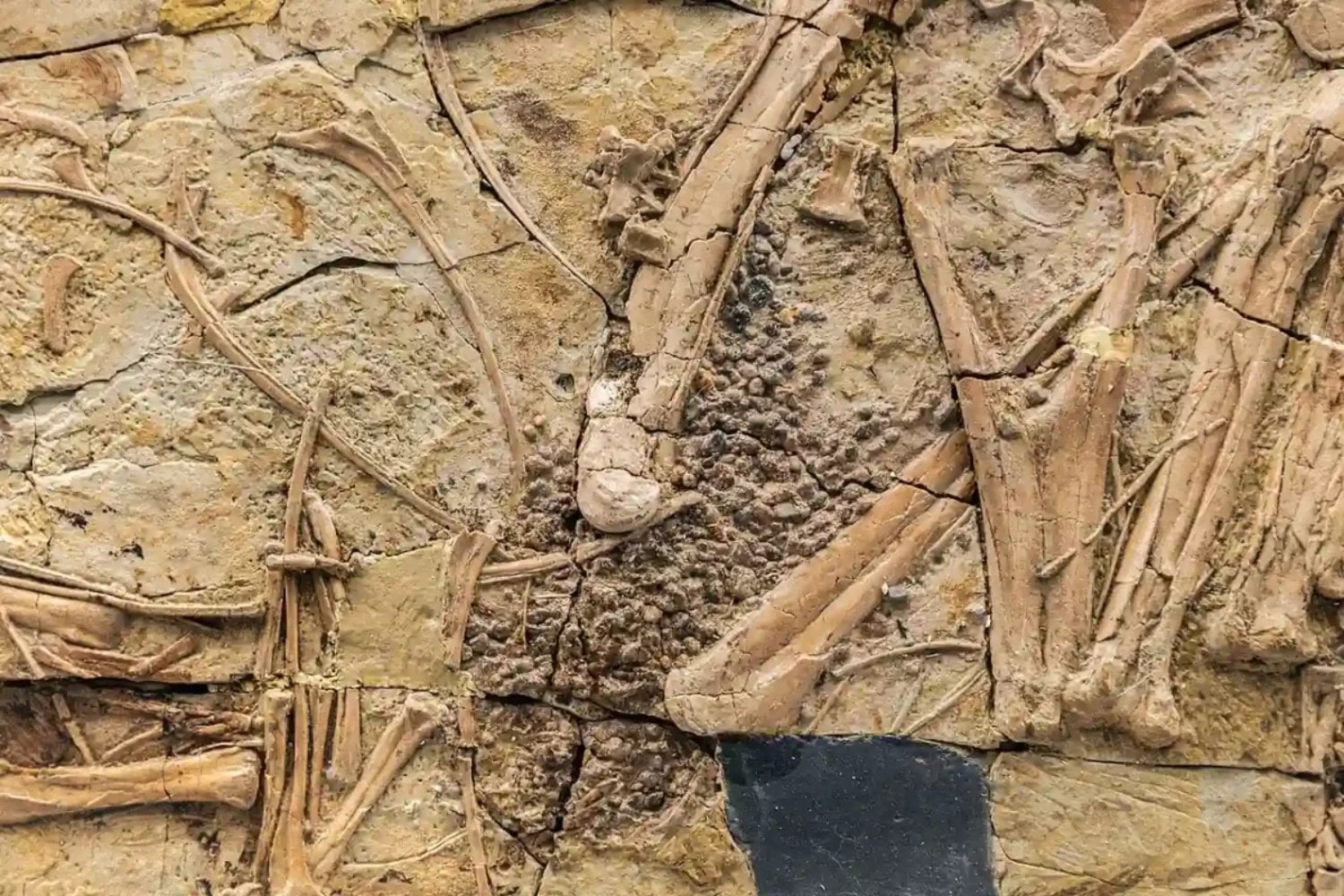 Muchos dinosaurios tragaban piedras a propósito y durante décadas creímos saber por qué. Su forma acaba de revelar que algunos tenían una auténtica “molleja” 150 millones de años antes que las aves modernas