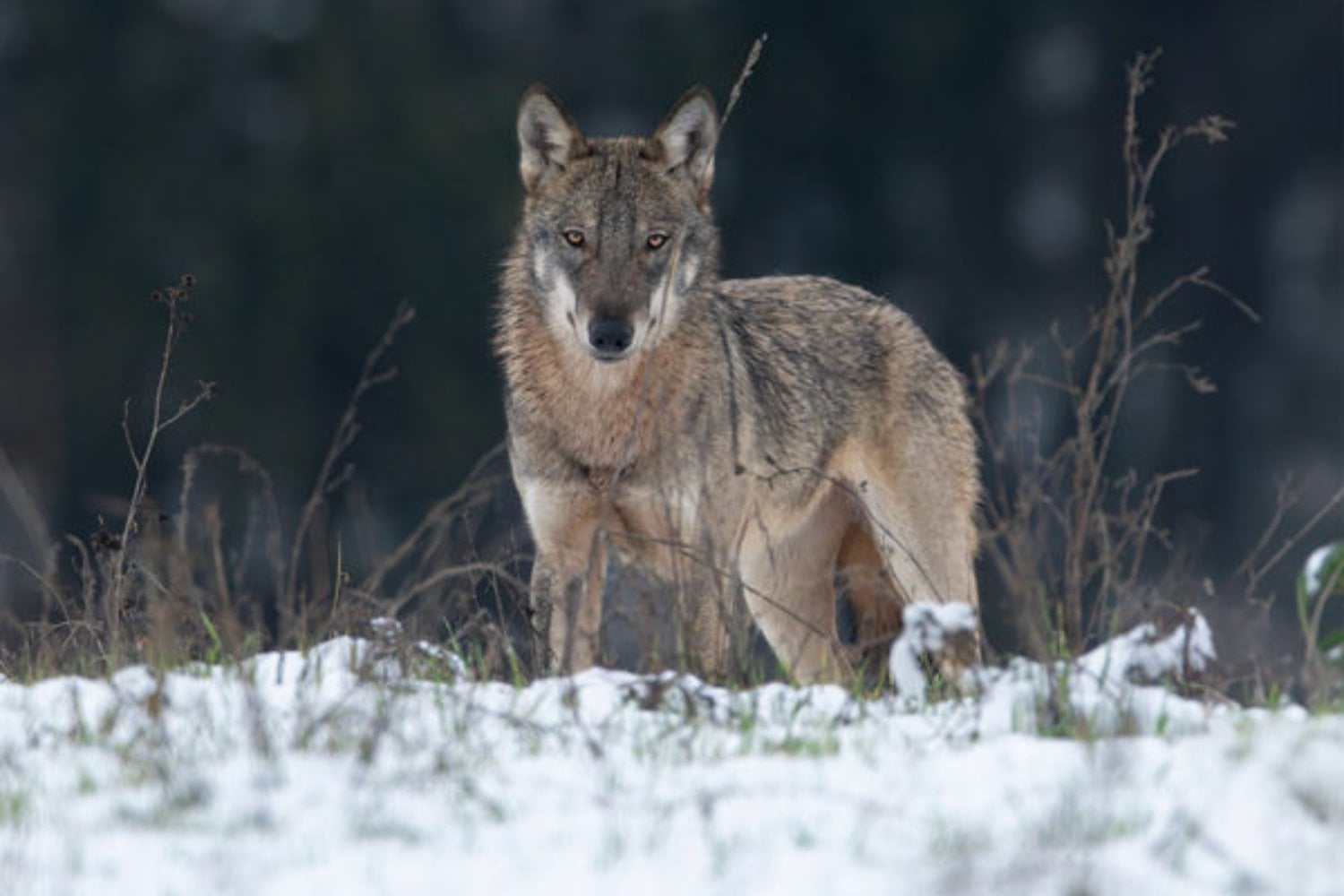 Italia consiguió salvar a sus lobos de la desaparición. Ahora casi la mitad de los analizados lleva genes de perro y los científicos temen una extinción genética que podría ocurrir sin que dejemos de ver lobos