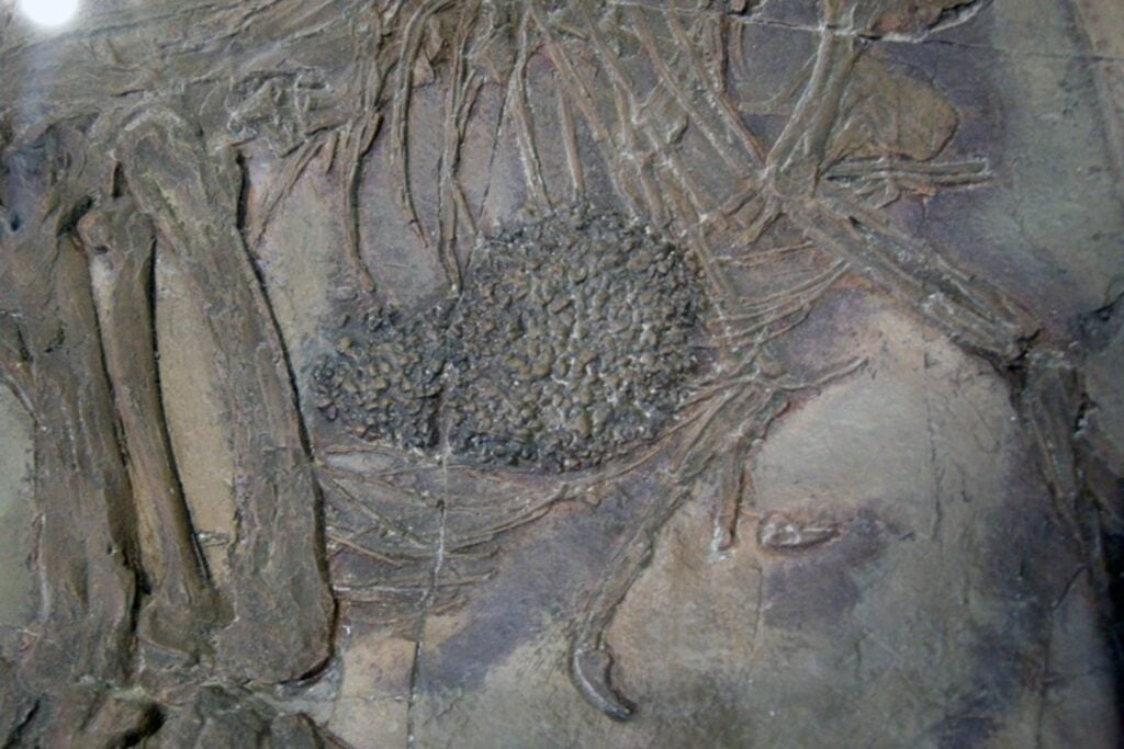 Muchos dinosaurios tragaban piedras a propósito y durante décadas creímos saber por qué. Su forma acaba de revelar que algunos tenían una auténtica “molleja” 150 millones de años antes que las aves modernas