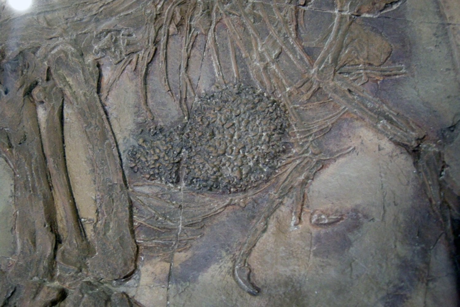 Muchos dinosaurios tragaban piedras a propósito y durante décadas creímos saber por qué. Su forma acaba de revelar que algunos tenían una auténtica “molleja” 150 millones de años antes que las aves modernas