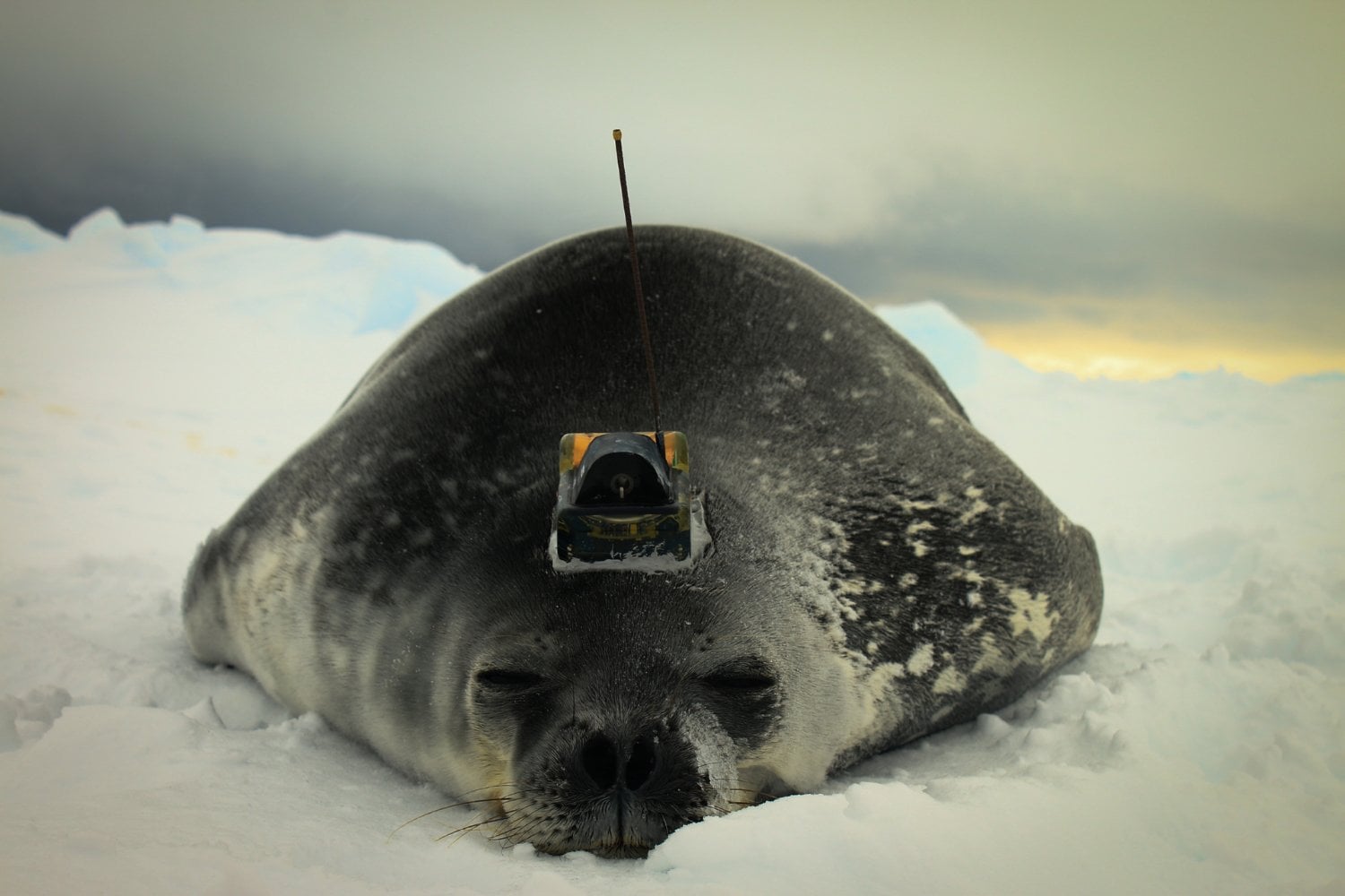 Las cámaras del Polarstern descendieron 535 metros y el fondo empezó a llenarse de círculos. Bajo el hielo de la Antártida había 60 millones de nidos custodiados por peces