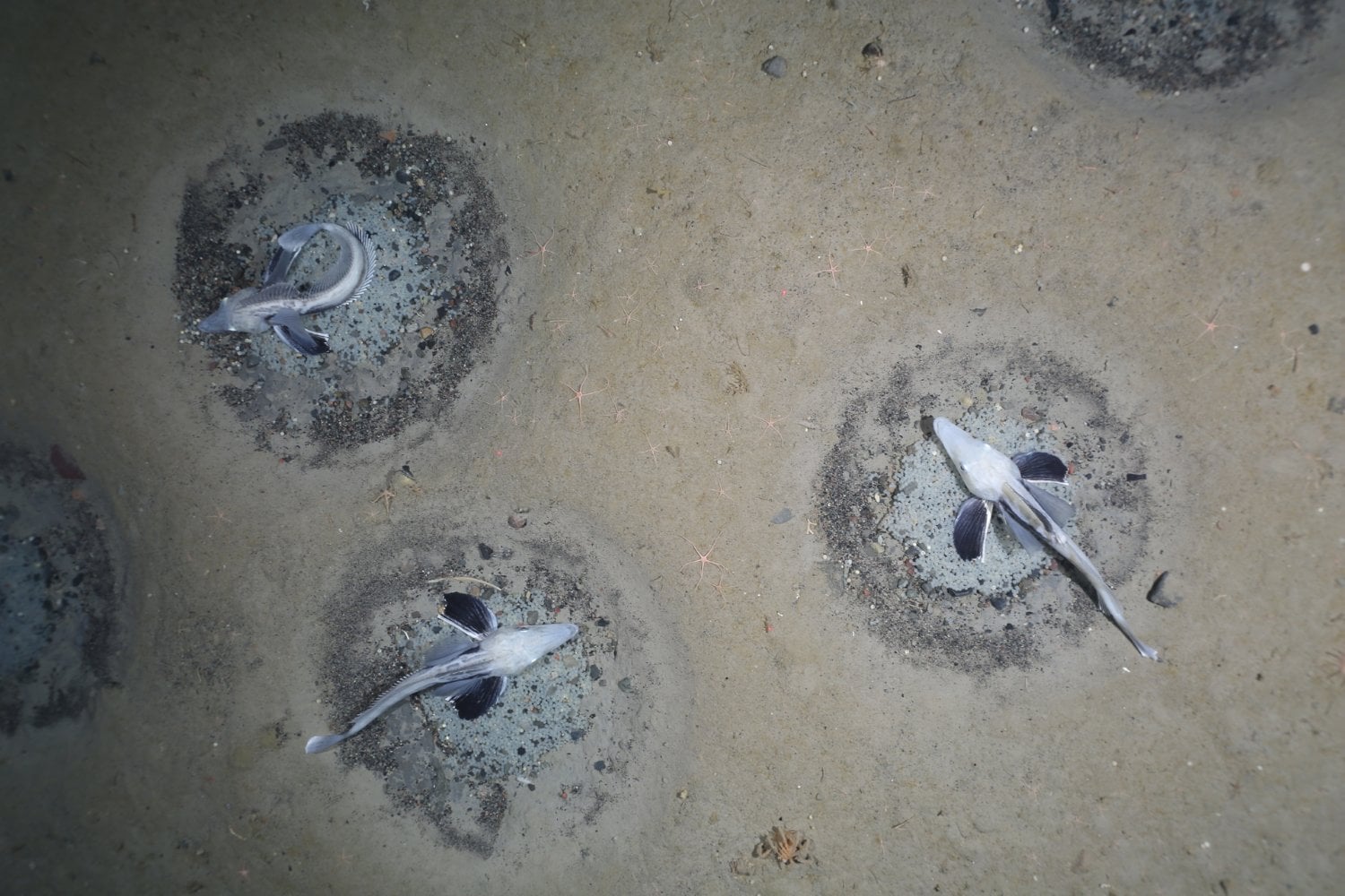 Las cámaras del Polarstern descendieron 535 metros y el fondo empezó a llenarse de círculos. Bajo el hielo de la Antártida había 60 millones de nidos custodiados por peces