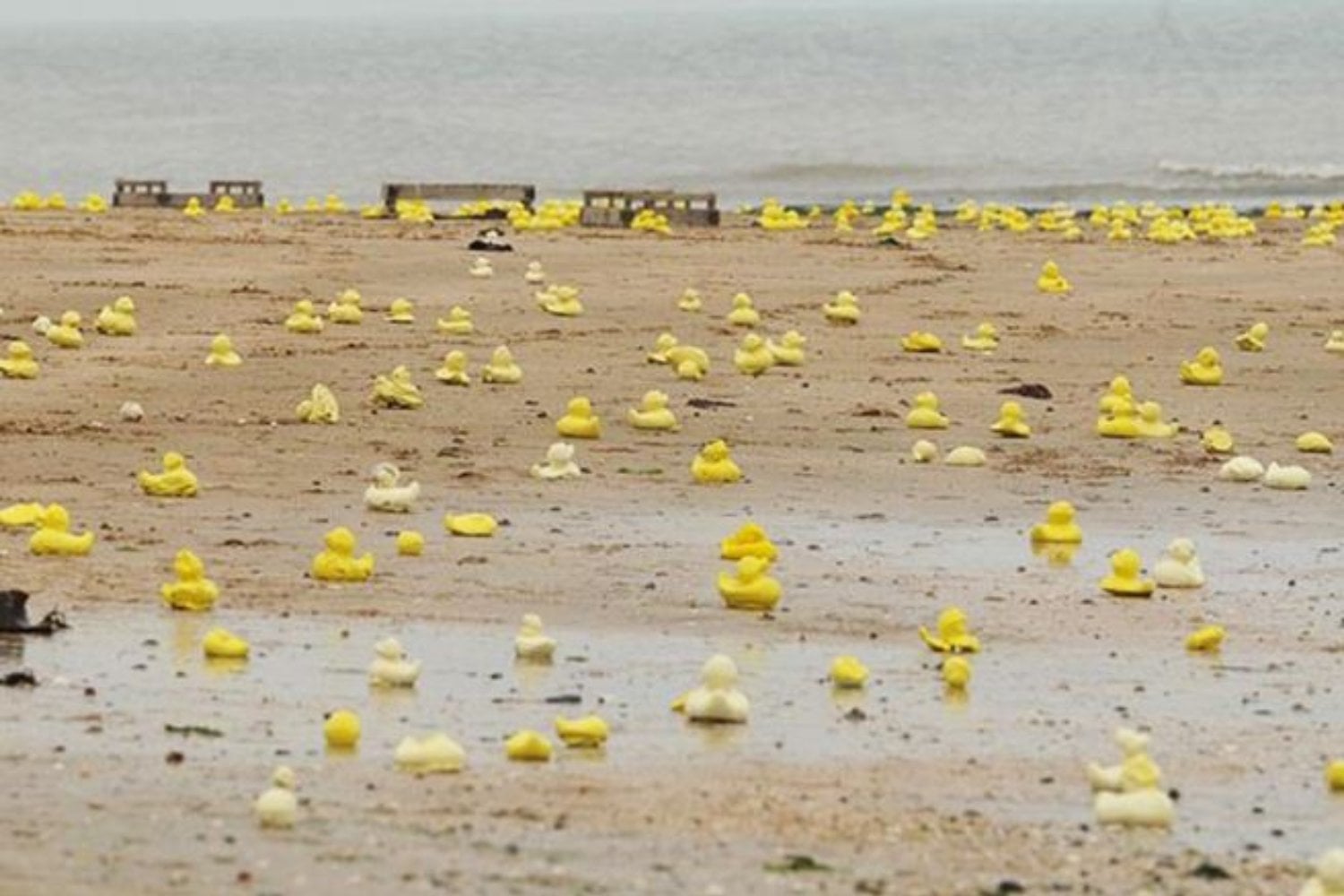 Un carguero perdió 28.800 patitos de hule durante una tormenta en 1992. Diez meses después aparecieron en Alaska y los científicos comprendieron que el océano les había regalado un experimento imposible