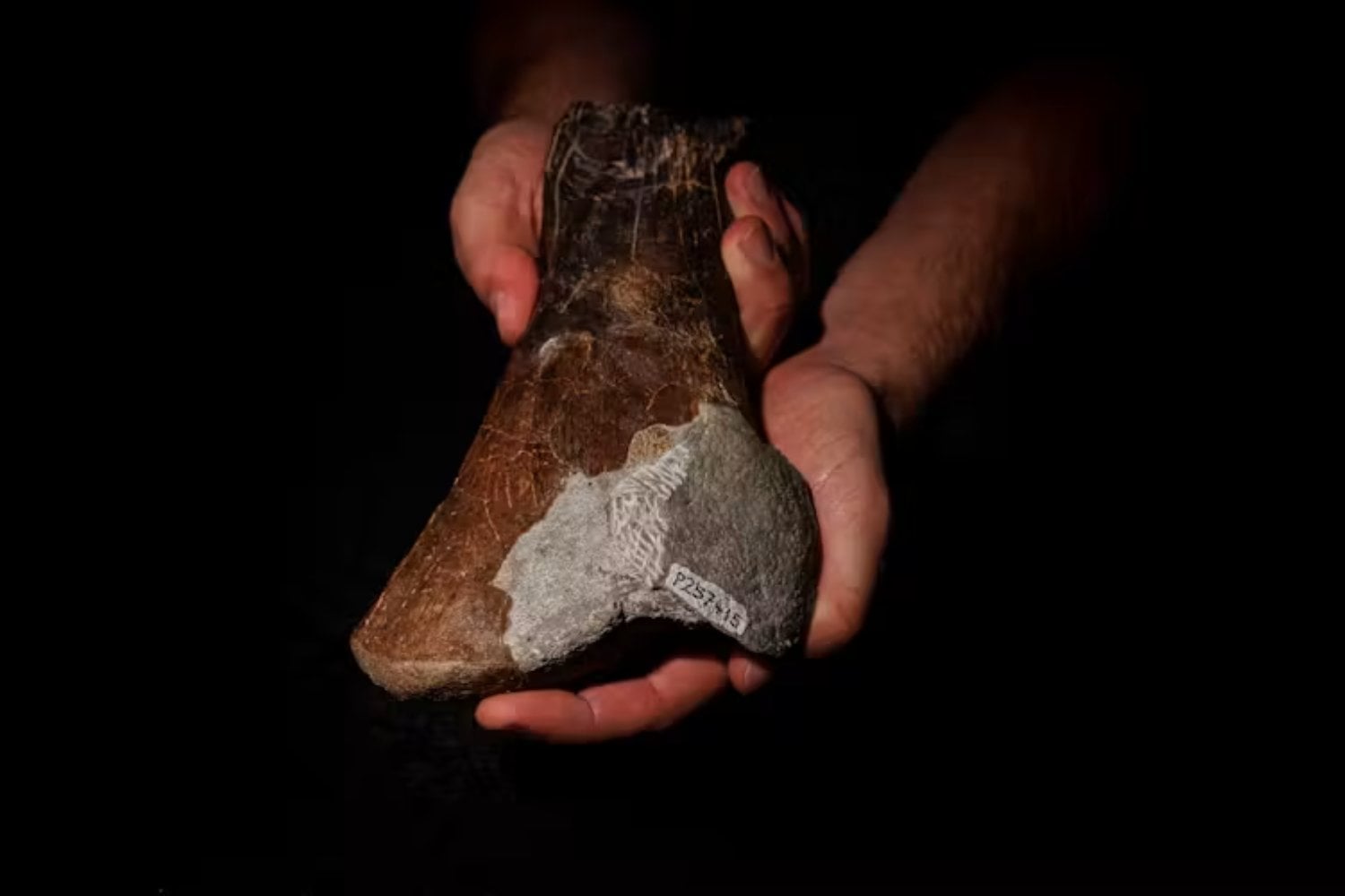En Sudamérica, los carcharodontosaurios llegaron a convertirse en gigantes de hasta 13 metros. Cinco fósiles de Australia revelan un ecosistema donde los megaraptóridos ocupaban su lugar y los depredadores se repartían el poder de forma muy distinta