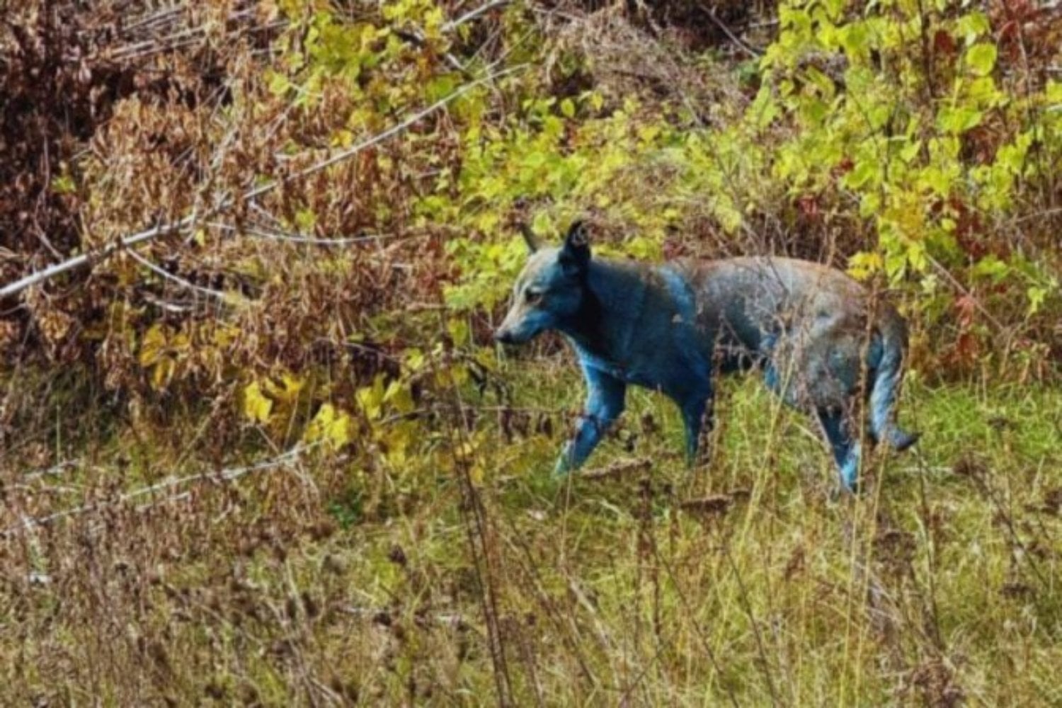 Los perros de Chernobyl llevan 40 años viviendo junto al reactor y su ADN ya es distinto al de los animales que están apenas 16 kilómetros más lejos. Los científicos encontraron 391 regiones diferentes y todavía no saben qué los está cambiando