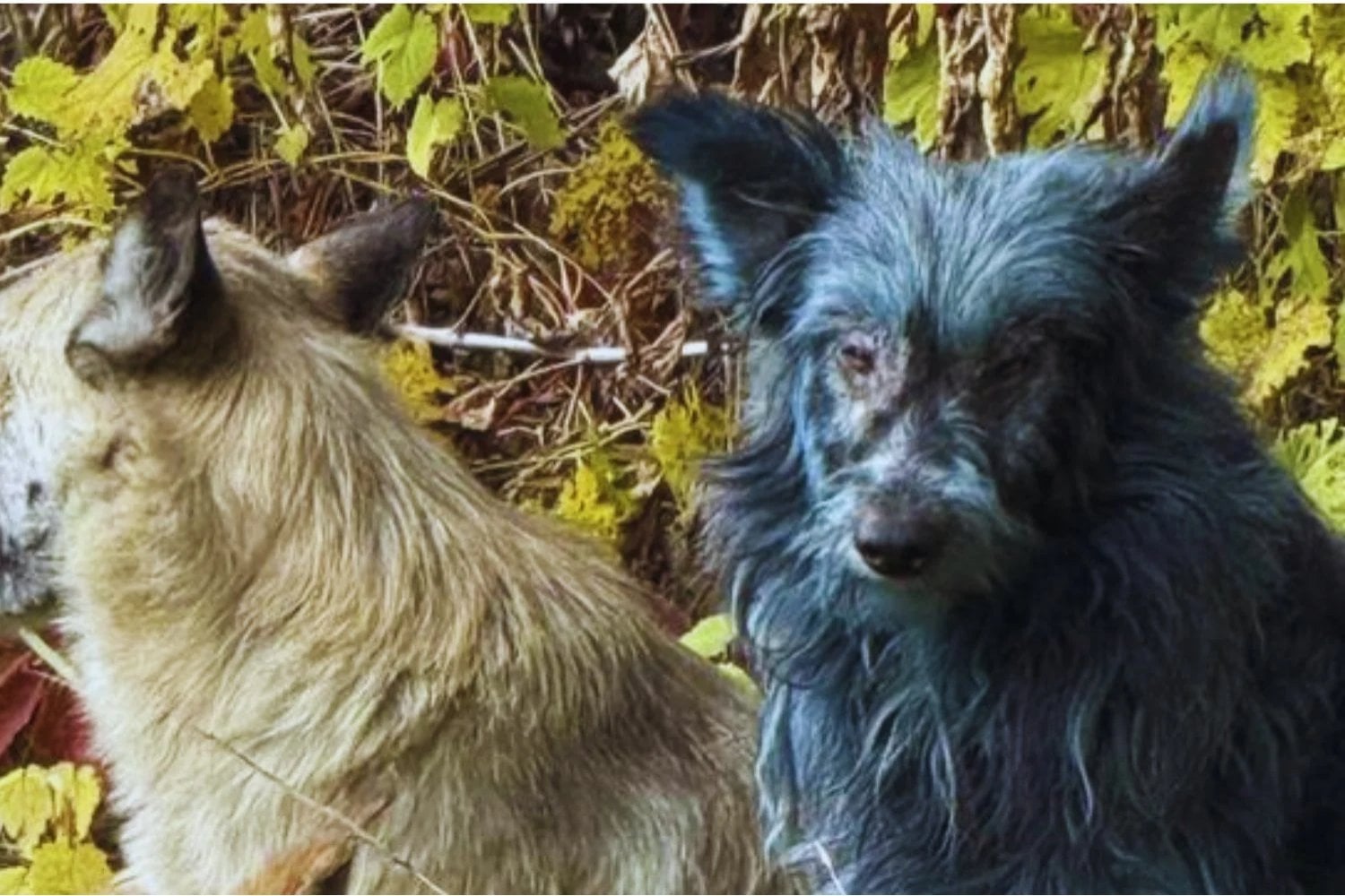 Los perros de Chernobyl llevan 40 años viviendo junto al reactor y su ADN ya es distinto al de los animales que están apenas 16 kilómetros más lejos. Los científicos encontraron 391 regiones diferentes y todavía no saben qué los está cambiando