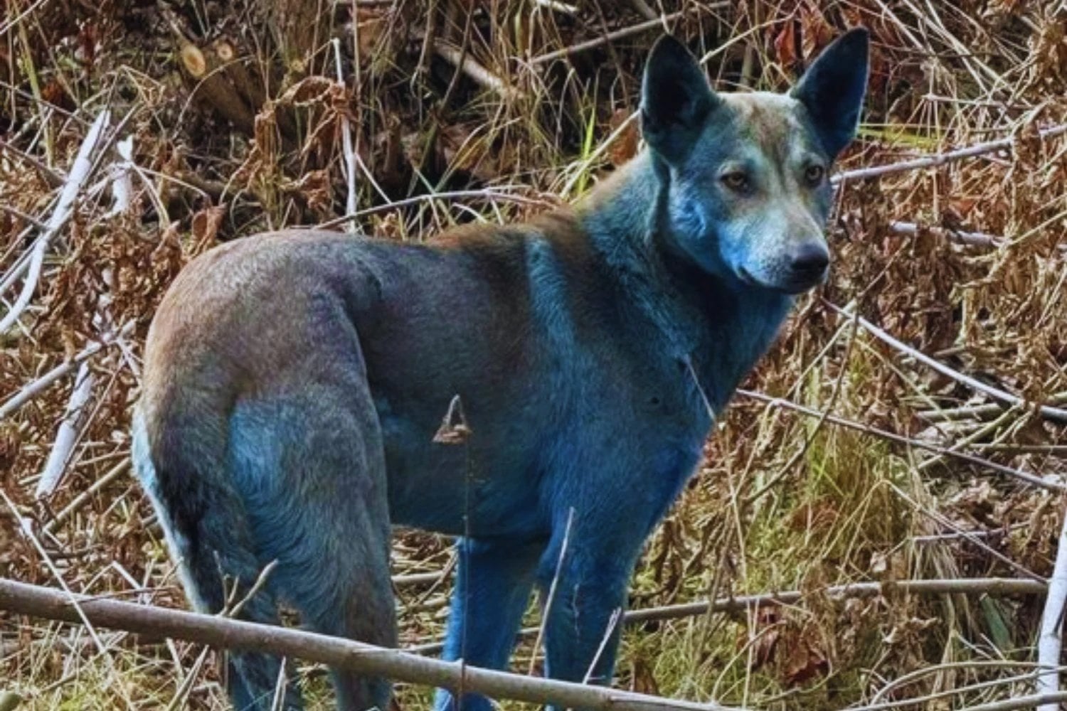 Los perros de Chernobyl llevan 40 años viviendo junto al reactor y su ADN ya es distinto al de los animales que están apenas 16 kilómetros más lejos. Los científicos encontraron 391 regiones diferentes y todavía no saben qué los está cambiando