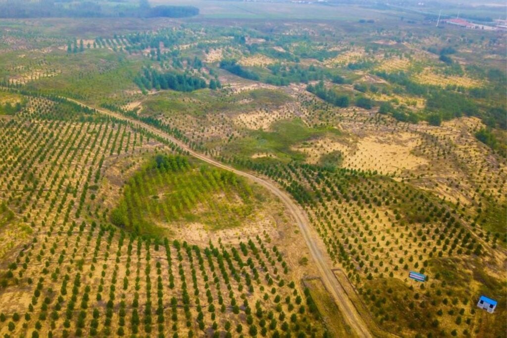 China lleva casi 50 años construyendo una “Gran Muralla Verde” contra el desierto. Ahora el mundo estudia qué funcionó —y qué no— en el mayor experimento de restauración del planeta
