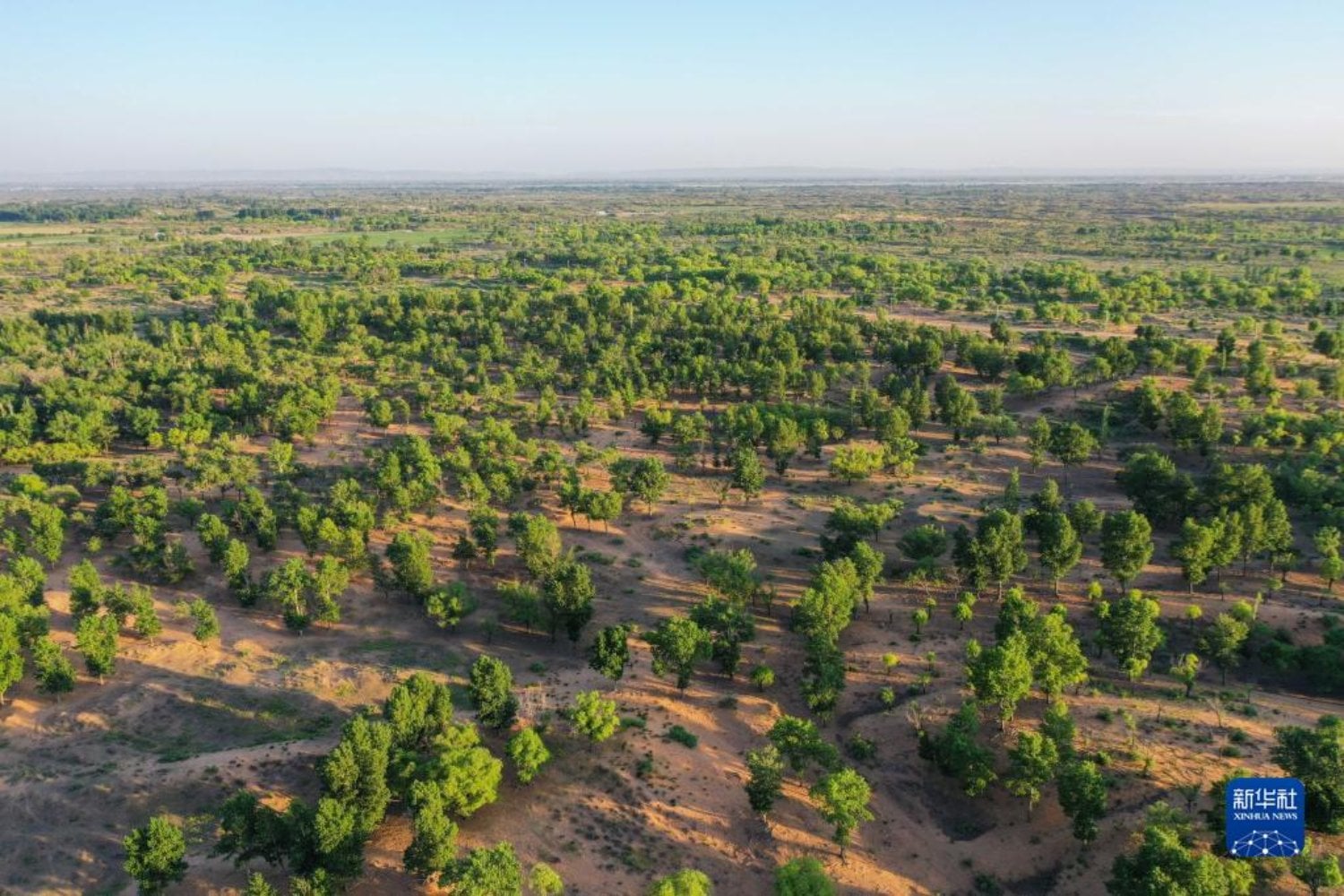 China lleva casi 50 años construyendo una “Gran Muralla Verde” contra el desierto. Ahora el mundo estudia qué funcionó —y qué no— en el mayor experimento de restauración del planeta